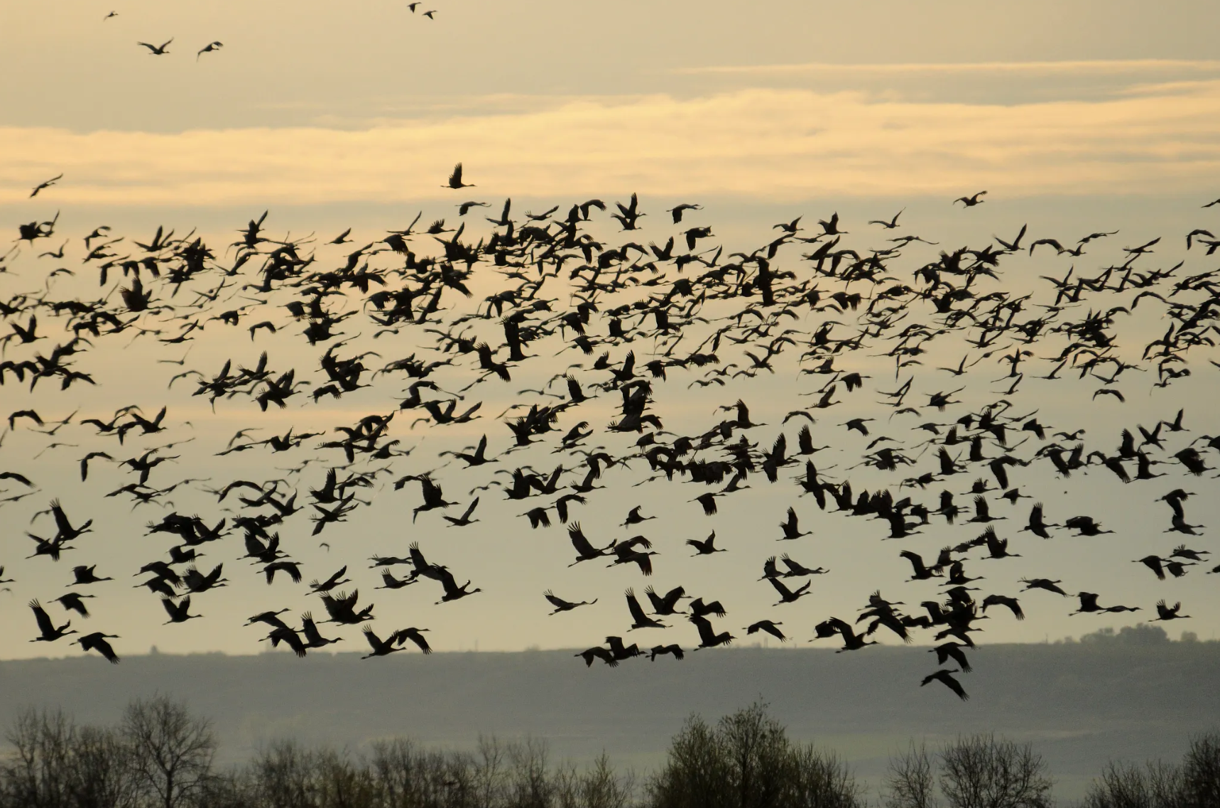A large flock of birds silhouetted in flight against a golden sunset sky, soaring above distant hills and bare trees in the foreground.
